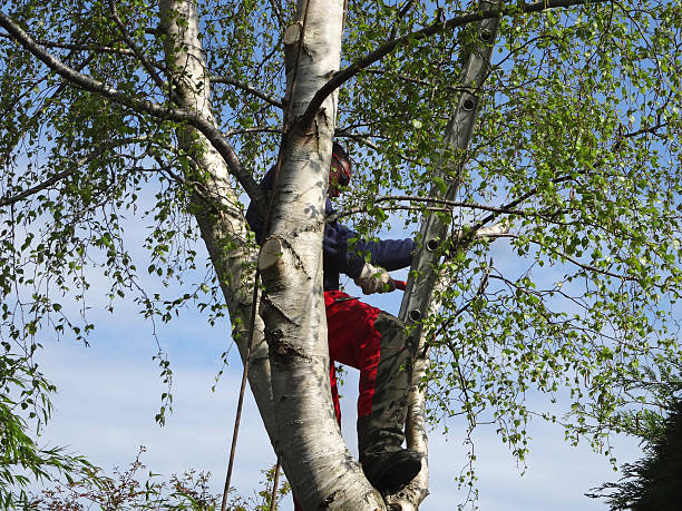 Pest Control for Lawns in Twin Grove, IL